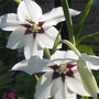 A garden flower photo (Acidanthera murieliae)