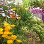 Lampranthus spectabilis