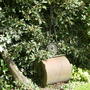 Garden roller 