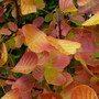 The_Dingle_-_Autumn_07_020.jpg