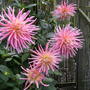 Dahlia ... Cactus  ( I think )
