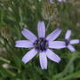 Catananche caerulea