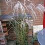 Miscanthus sinensis
