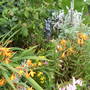 flower bed at kitchen patio 
