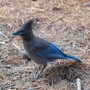 Stellar Jay