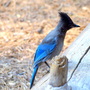 Stellar Jay on log