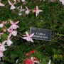 The Shrewsbury Flower Show