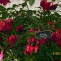 The Shrewsbury Flower Show