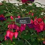 The Shrewsbury Flower Show