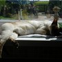 awe its so hard being a pussy cat