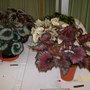 The Shrewsbury Flower Show