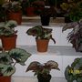 The Shrewsbury Flower Show