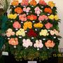 The Shrewsbury Flower Show