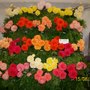 The Shrewsbury Flower Show