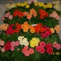 The Shrewsbury Flower Show