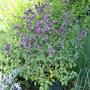 Sage in bloom