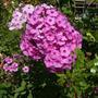 Garden Phlox