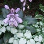 Hosta 'Halcyon' with Lamium. (Hosta)