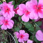 Busy Lizzies. (Impatiens)