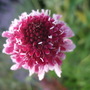 Scabious 'Burgundy Bonnet' (Scabiosa atropurpurea (Pincushion flower))