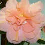 John_Smith.Begonia