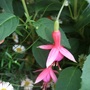 Fuchsia 'Dorothy Brown' (Fuchsia magellanica (Hardy fuchsia))