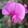Everlasting Pea close-up. (Lathyrus latifolius (Everlasting pea))