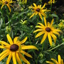 rudbeckia 'Goldstrum' (Rudbeckia)