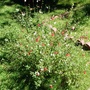 The Lipstick Plant (Salvia x 'Hot Lips')