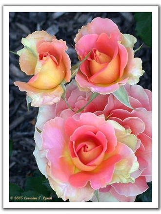 A garden flower photo