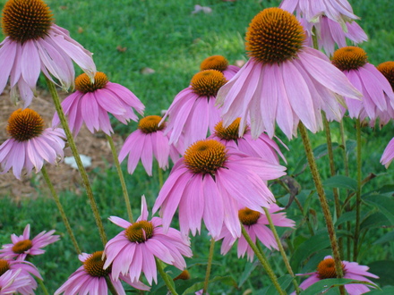 A garden flower photo (Echinacea Purpurea)