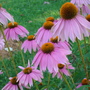 Pink_cone_flower