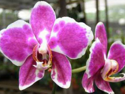 orchid