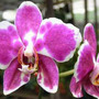 orchid