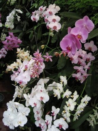 Phalaenopsis