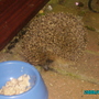 Hedgehog