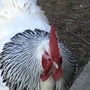 ChickZilla :-)