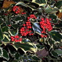 Variegated Holly (Ilex aquifolium Aureo Marginata)