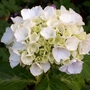 White Hydrangea (Hydrangea)