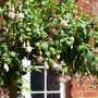 Fuchsia in Hanging Basket (Fuchsia procumbens (Fuchsia))