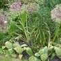 Allium Seed Heads (Allium)