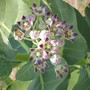 Calotropis procera (Calotropis procera)