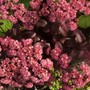 Sedum
