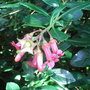 Escallonia