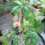 Fuchsia denticulata (Fuchsia denticulata)