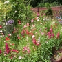 Penstemons and Poppies