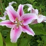 Lilium species 'Star Gazer' (Lilium 'Star Gazer')
