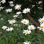 Chrysanthemum leucanthemum (Chrysanthemum leucanthemum)