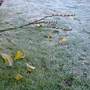 first real winter morning (Crocosmia x crocosmiiflora (Montbretia))