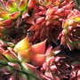 House leeks (Sempervivum tectorum)